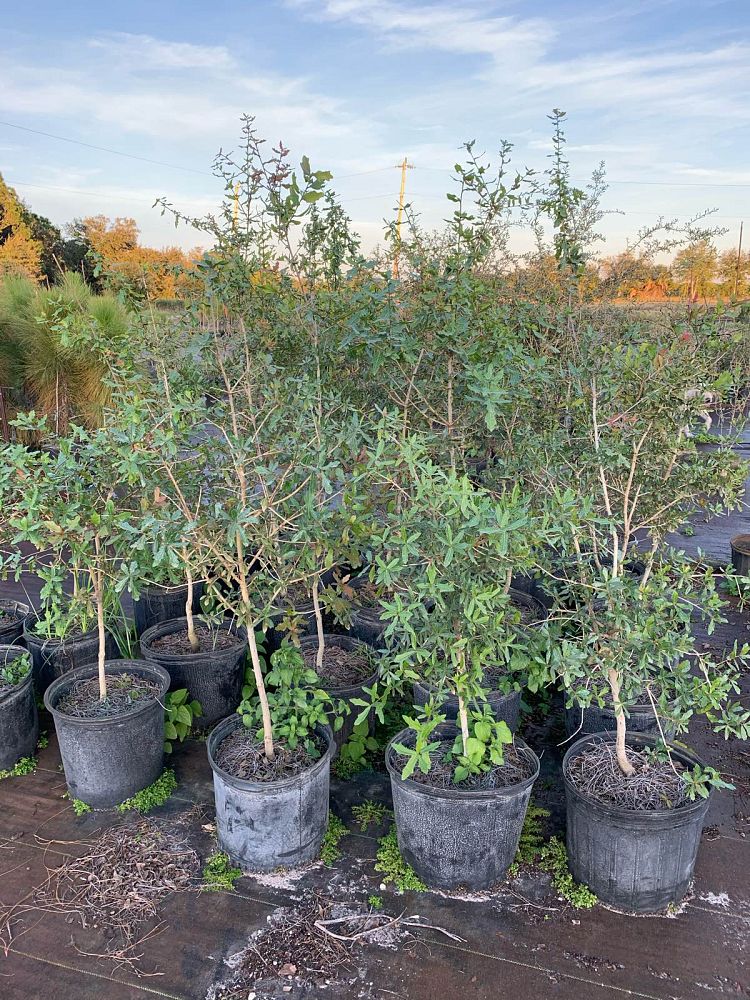 quercus-laurifolia-laurel-oak-swamp-oak-quercus-obtusa