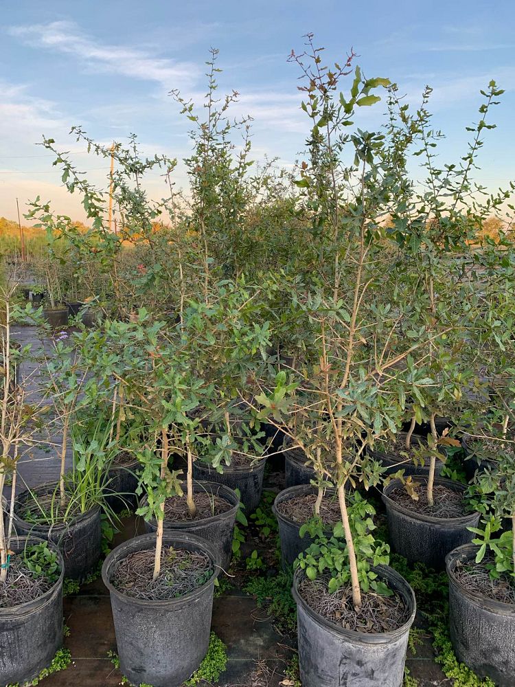 quercus-laurifolia-laurel-oak-swamp-oak-quercus-obtusa