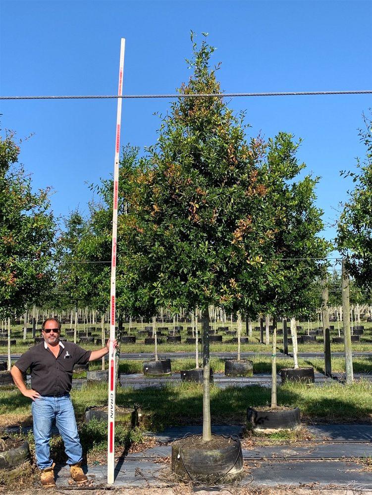 quercus-laurifolia-laurel-oak-swamp-oak-quercus-obtusa