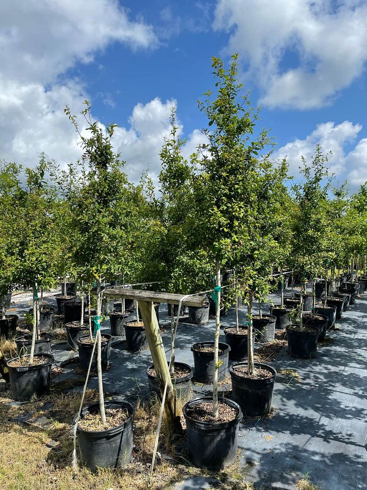 quercus-laurifolia-laurel-oak-swamp-oak-quercus-obtusa