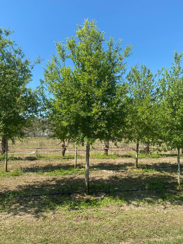quercus-laurifolia-laurel-oak-swamp-oak-quercus-obtusa