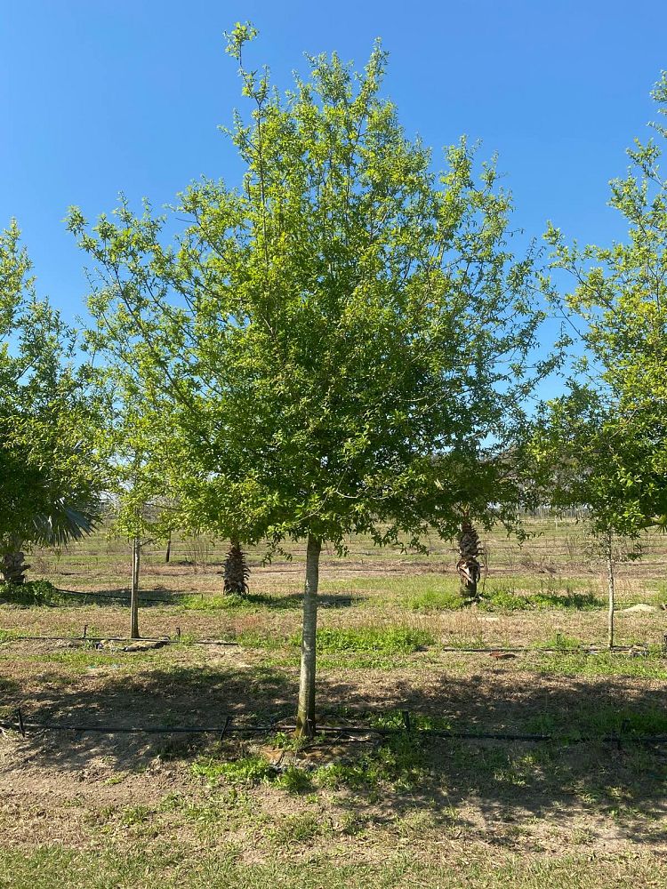quercus-laurifolia-laurel-oak-swamp-oak-quercus-obtusa