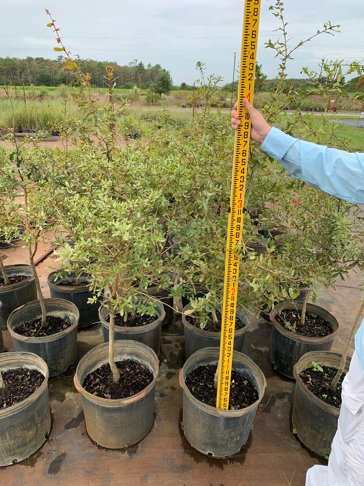 quercus-laurifolia-laurel-oak-swamp-oak-quercus-obtusa