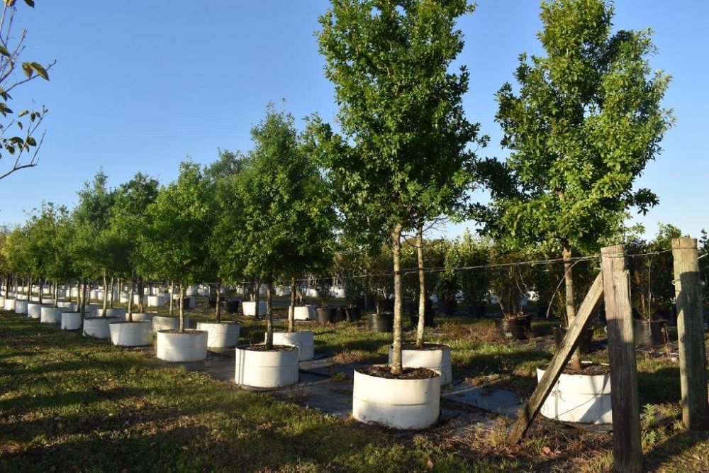 quercus-laurifolia-laurel-oak-swamp-oak-quercus-obtusa
