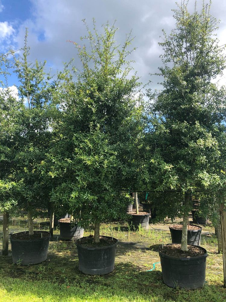 quercus-laurifolia-laurel-oak-swamp-oak-quercus-obtusa