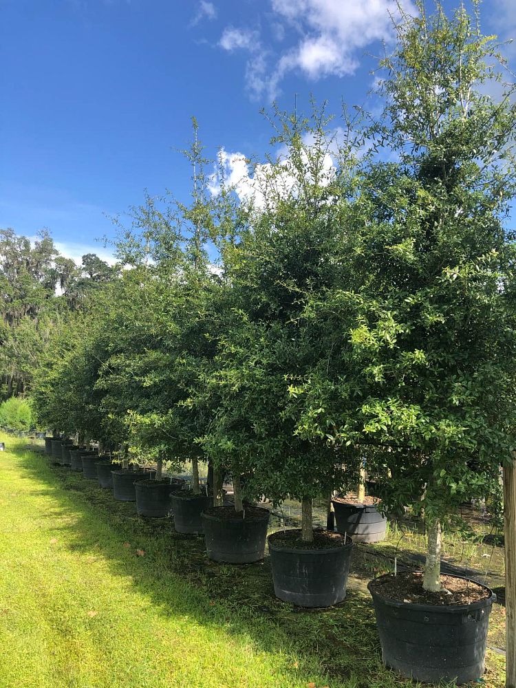 quercus-laurifolia-laurel-oak-swamp-oak-quercus-obtusa