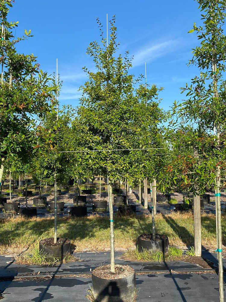quercus-laurifolia-laurel-oak-swamp-oak-quercus-obtusa