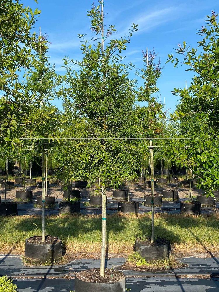 quercus-laurifolia-laurel-oak-swamp-oak-quercus-obtusa
