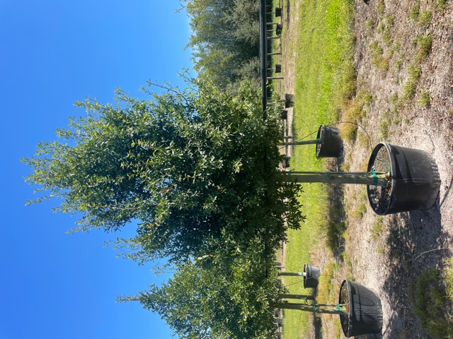 quercus-laurifolia-laurel-oak-swamp-oak-quercus-obtusa
