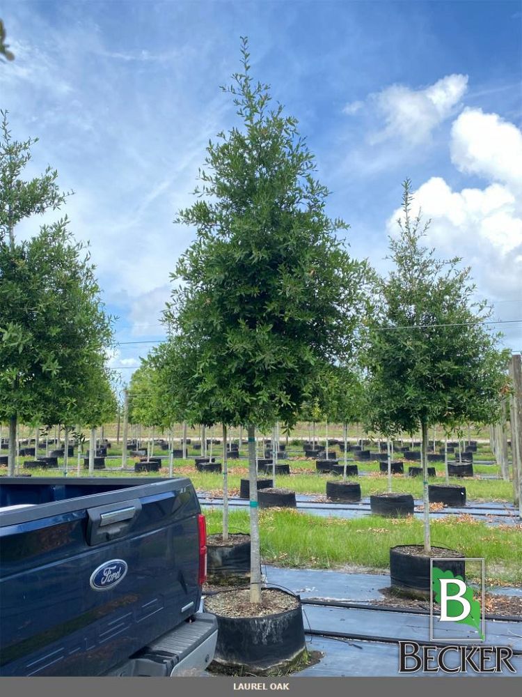 quercus-laurifolia-laurel-oak-swamp-oak-quercus-obtusa