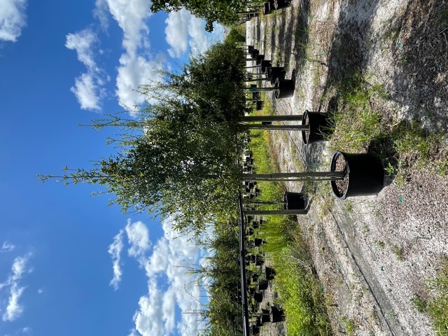 quercus-laurifolia-laurel-oak-swamp-oak-quercus-obtusa