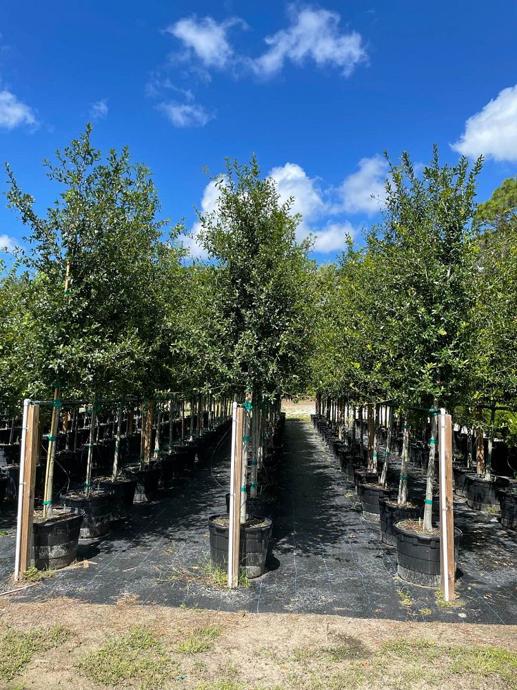 quercus-laurifolia-laurel-oak-swamp-oak-quercus-obtusa