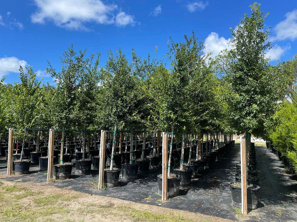 quercus-laurifolia-laurel-oak-swamp-oak-quercus-obtusa