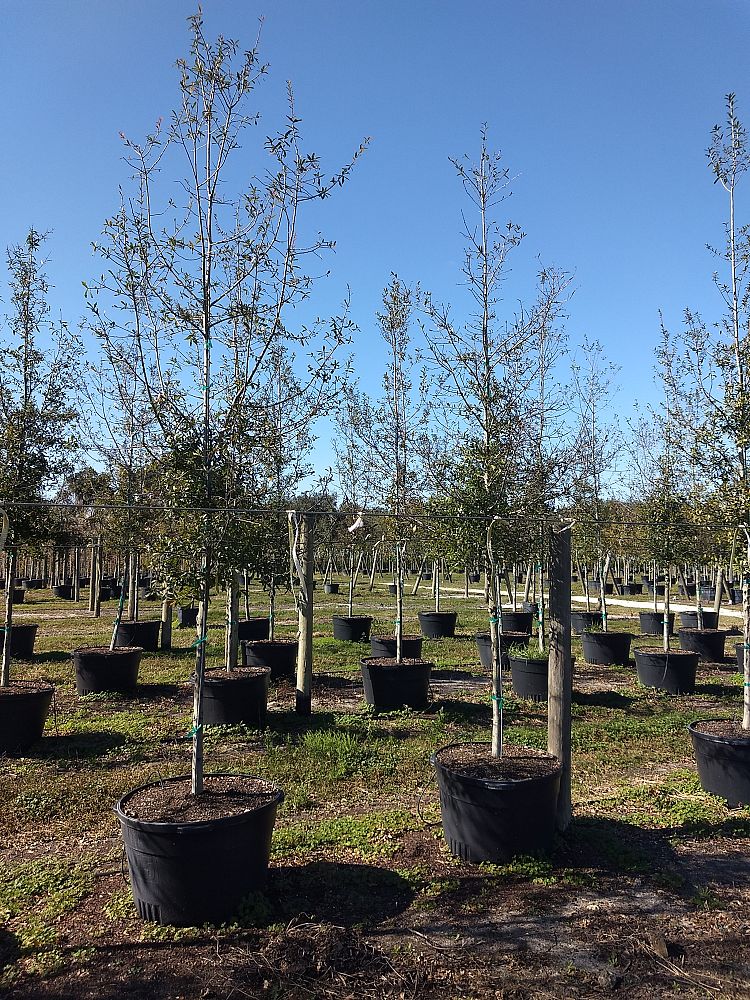 quercus-laurifolia-laurel-oak-swamp-oak-quercus-obtusa