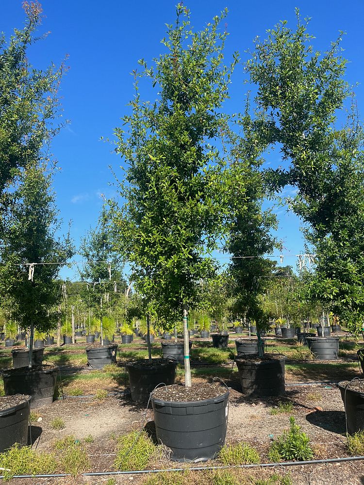 quercus-laurifolia-laurel-oak-swamp-oak-quercus-obtusa