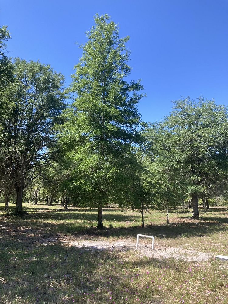 quercus-laurifolia-laurel-oak-swamp-oak-quercus-obtusa