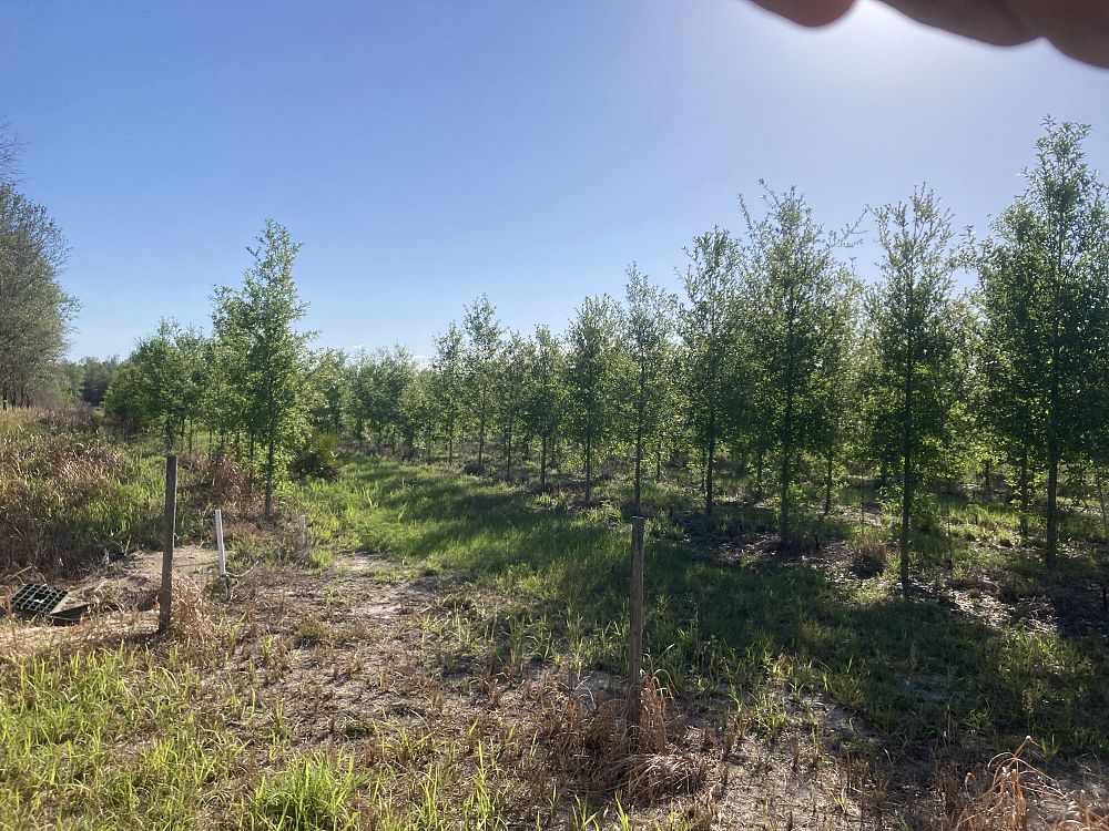 quercus-laurifolia-laurel-oak-swamp-oak-quercus-obtusa