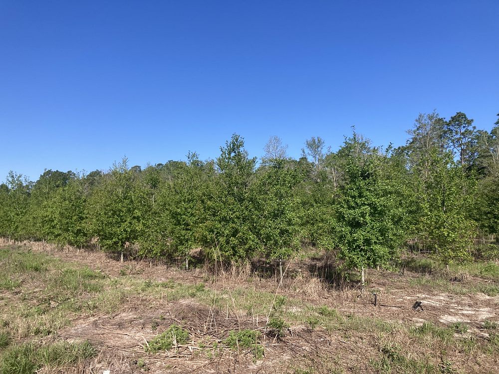 quercus-laurifolia-laurel-oak-swamp-oak-quercus-obtusa