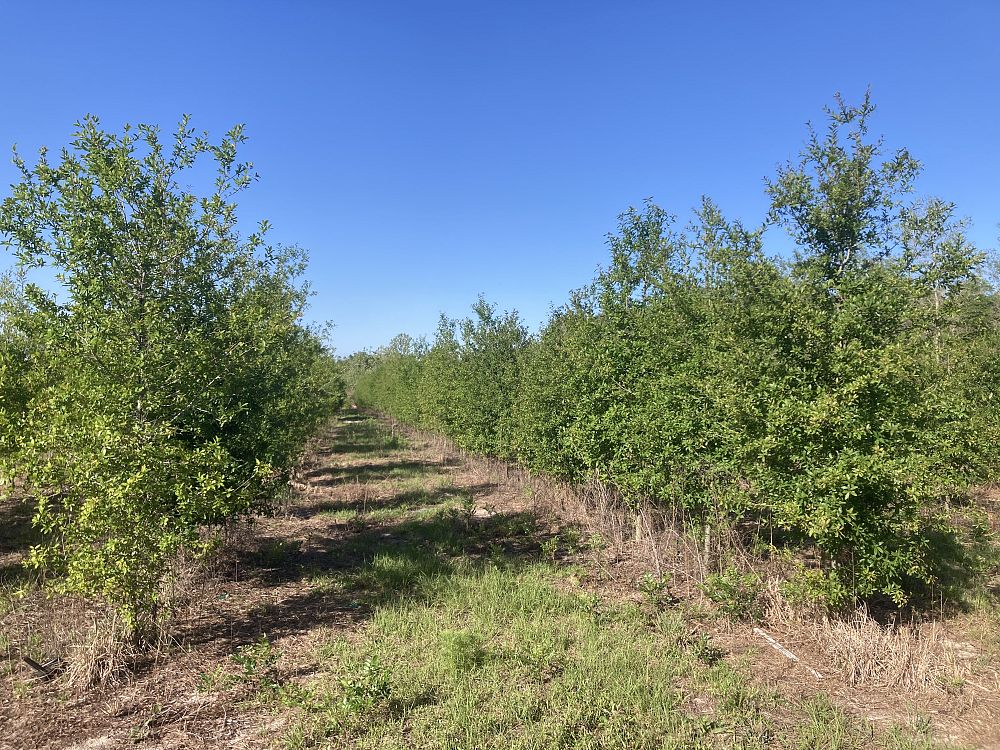 quercus-laurifolia-laurel-oak-swamp-oak-quercus-obtusa