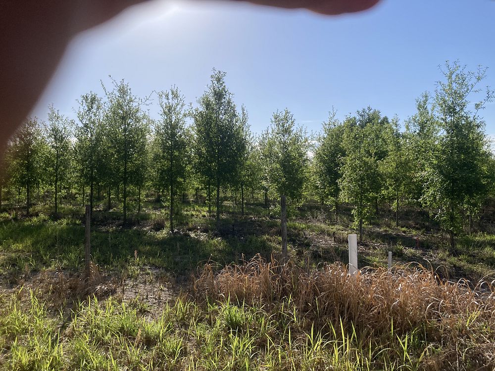 quercus-laurifolia-laurel-oak-swamp-oak-quercus-obtusa