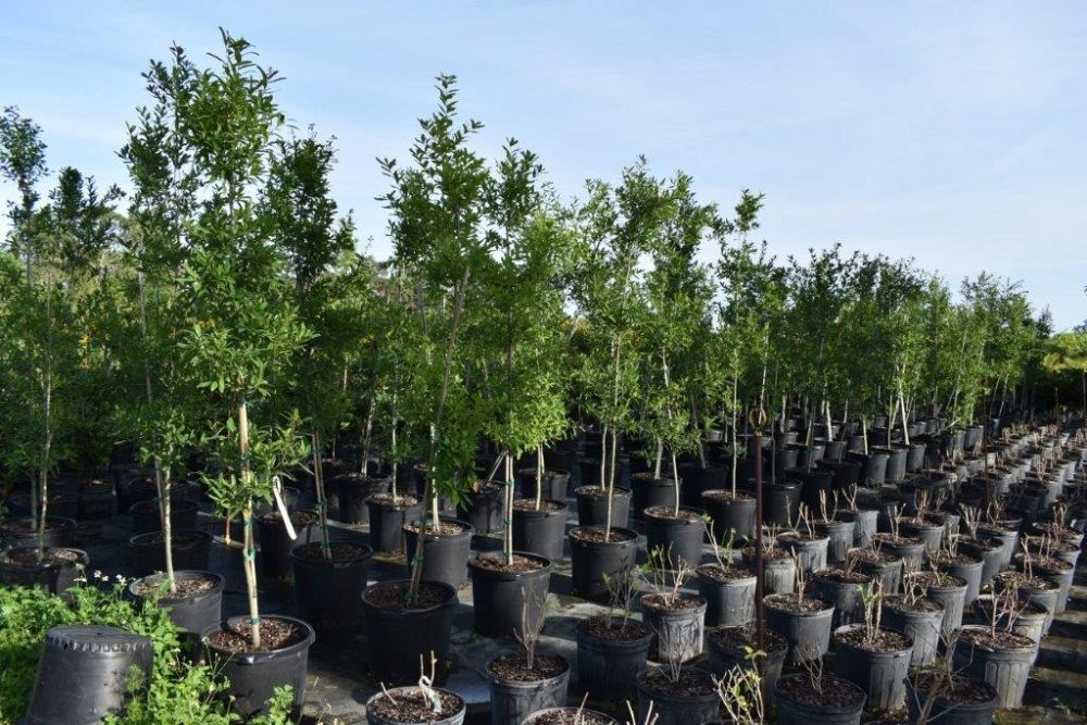 quercus-laurifolia-laurel-oak-swamp-oak-quercus-obtusa