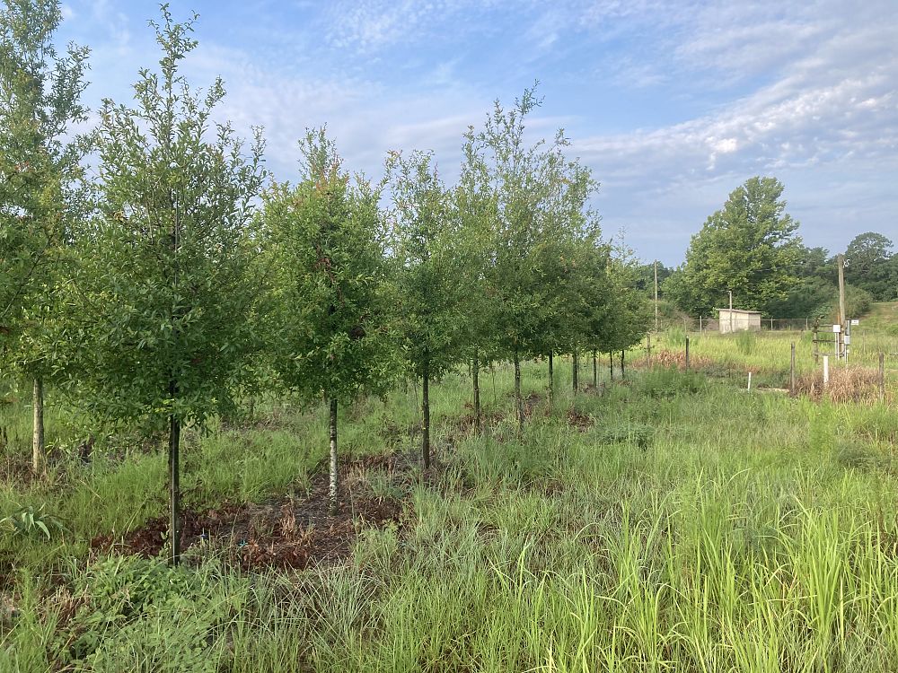 quercus-laurifolia-laurel-oak-swamp-oak-quercus-obtusa