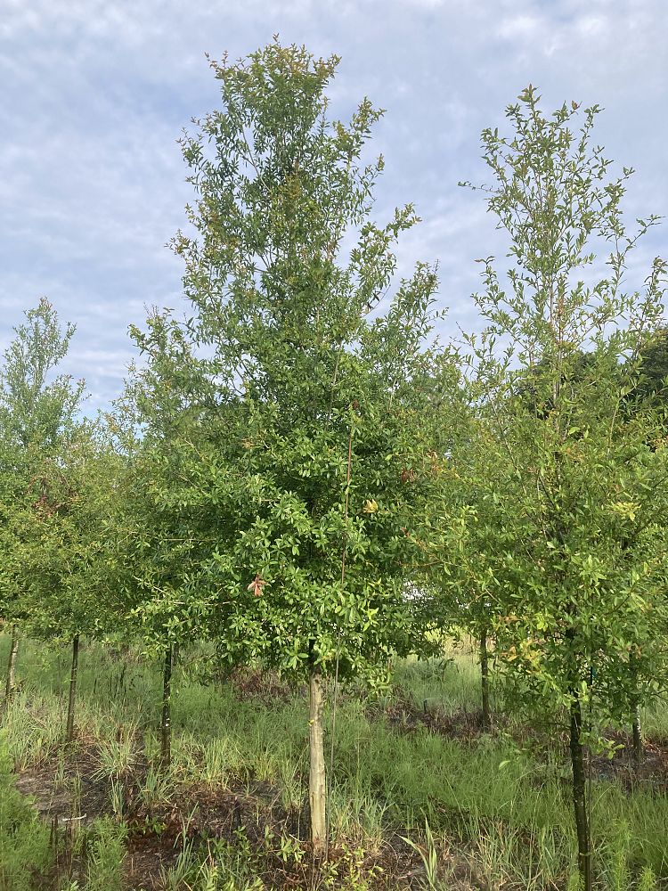quercus-laurifolia-laurel-oak-swamp-oak-quercus-obtusa