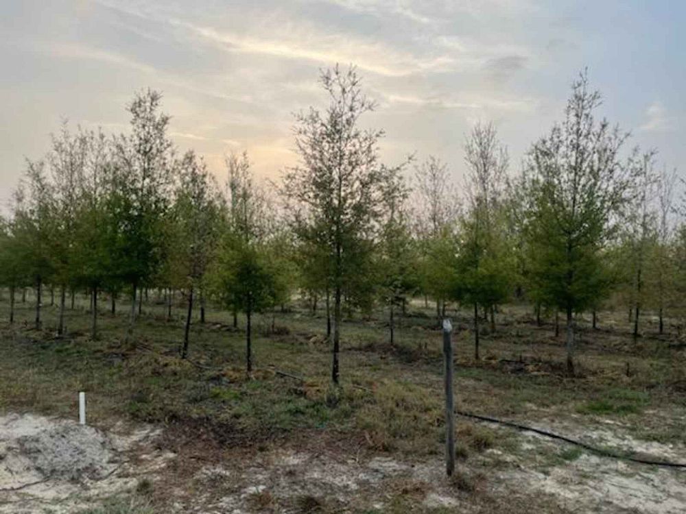 quercus-laurifolia-laurel-oak-swamp-oak-quercus-obtusa
