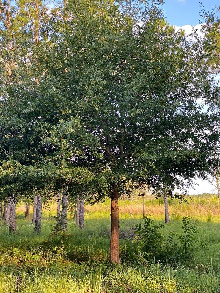 quercus-laurifolia-laurel-oak-swamp-oak-quercus-obtusa