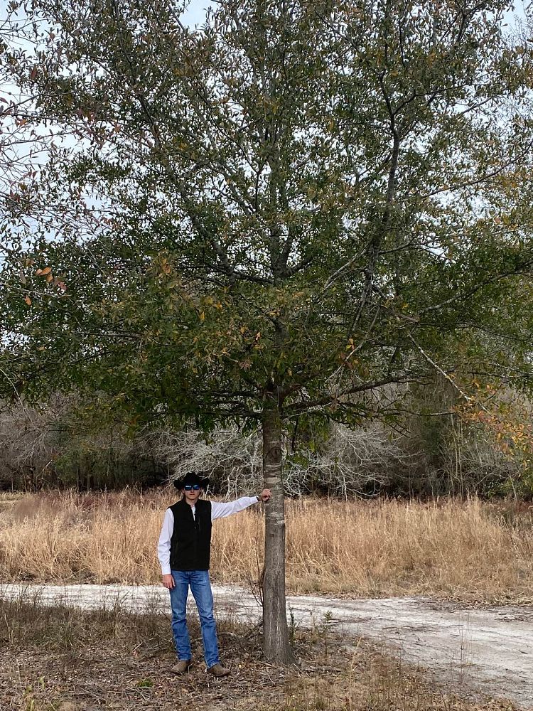 quercus-laurifolia-laurel-oak-swamp-oak-quercus-obtusa