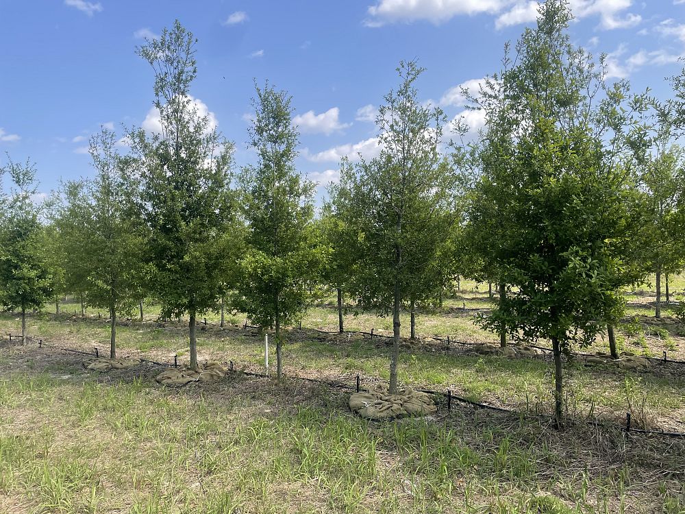 quercus-laurifolia-laurel-oak-swamp-oak-quercus-obtusa