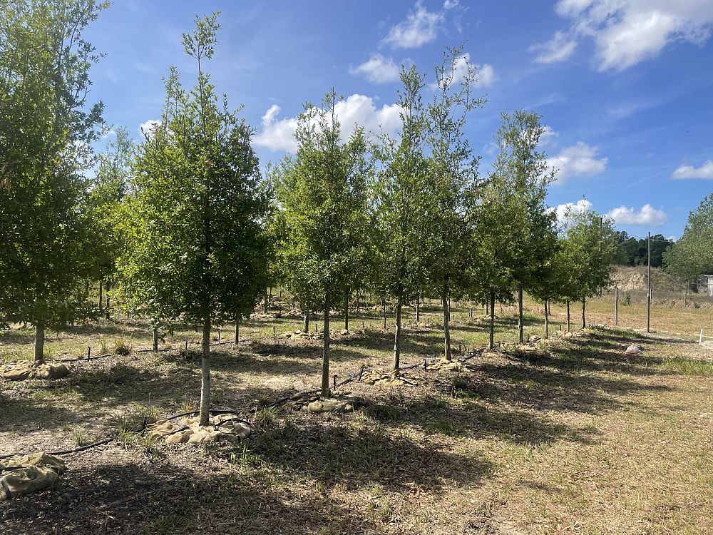 quercus-laurifolia-laurel-oak-swamp-oak-quercus-obtusa