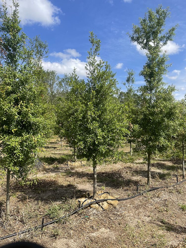quercus-laurifolia-laurel-oak-swamp-oak-quercus-obtusa