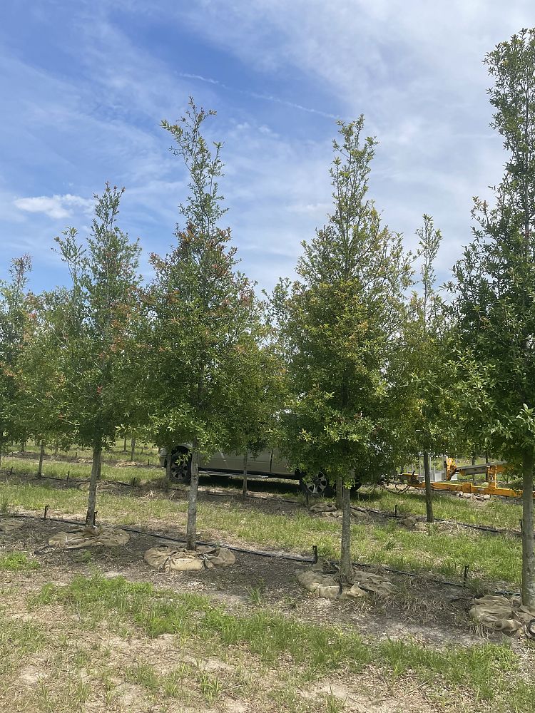 quercus-laurifolia-laurel-oak-swamp-oak-quercus-obtusa