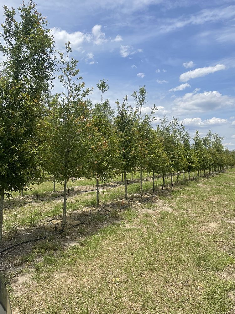 quercus-laurifolia-laurel-oak-swamp-oak-quercus-obtusa