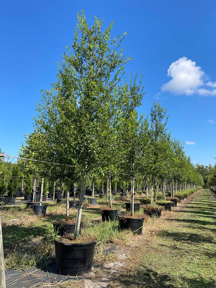 quercus-laurifolia-laurel-oak-swamp-oak-quercus-obtusa