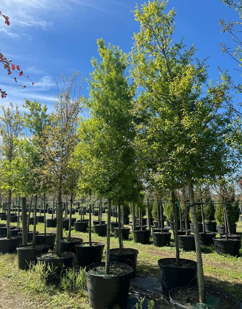 quercus-laurifolia-laurel-oak-swamp-oak-quercus-obtusa