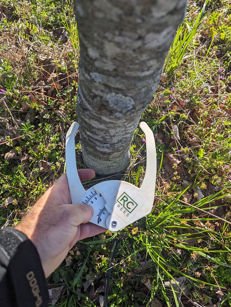 quercus-laurifolia-laurel-oak-swamp-oak-quercus-obtusa