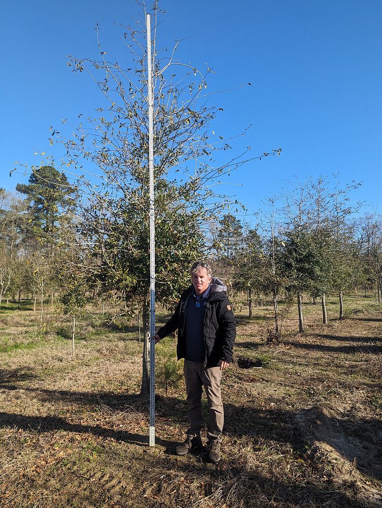 quercus-laurifolia-laurel-oak-swamp-oak-quercus-obtusa