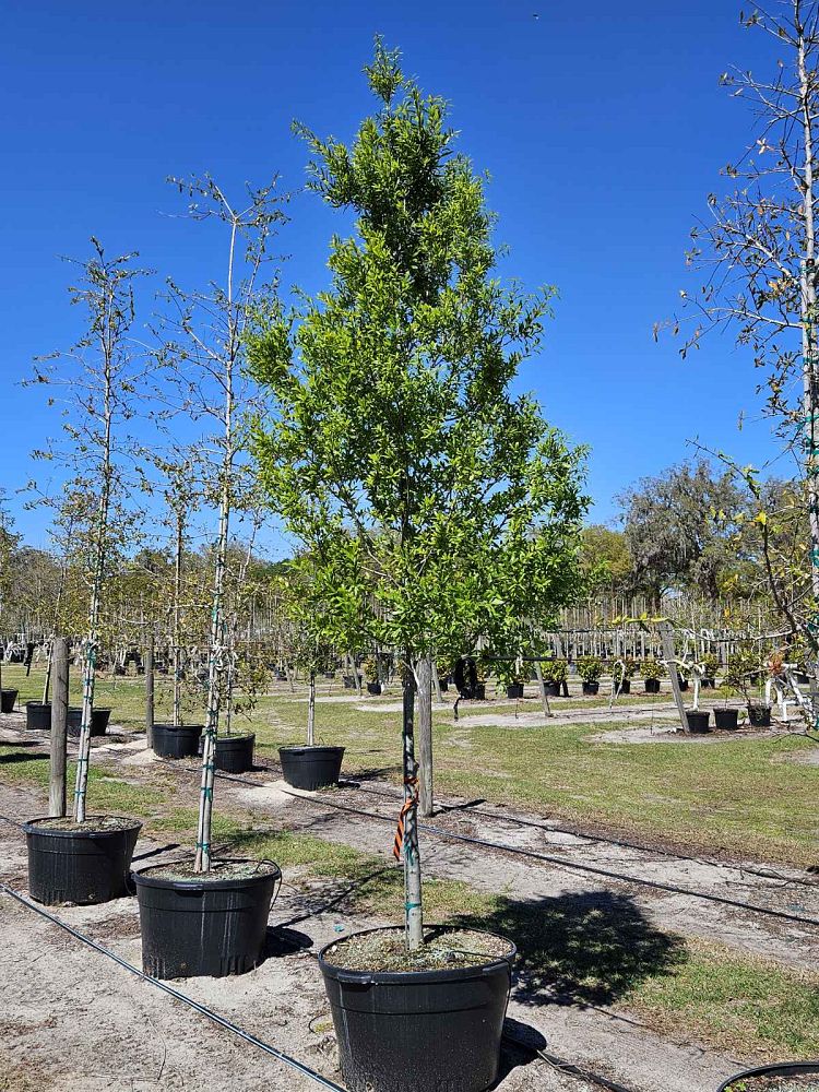 quercus-laurifolia-laurel-oak-swamp-oak-quercus-obtusa