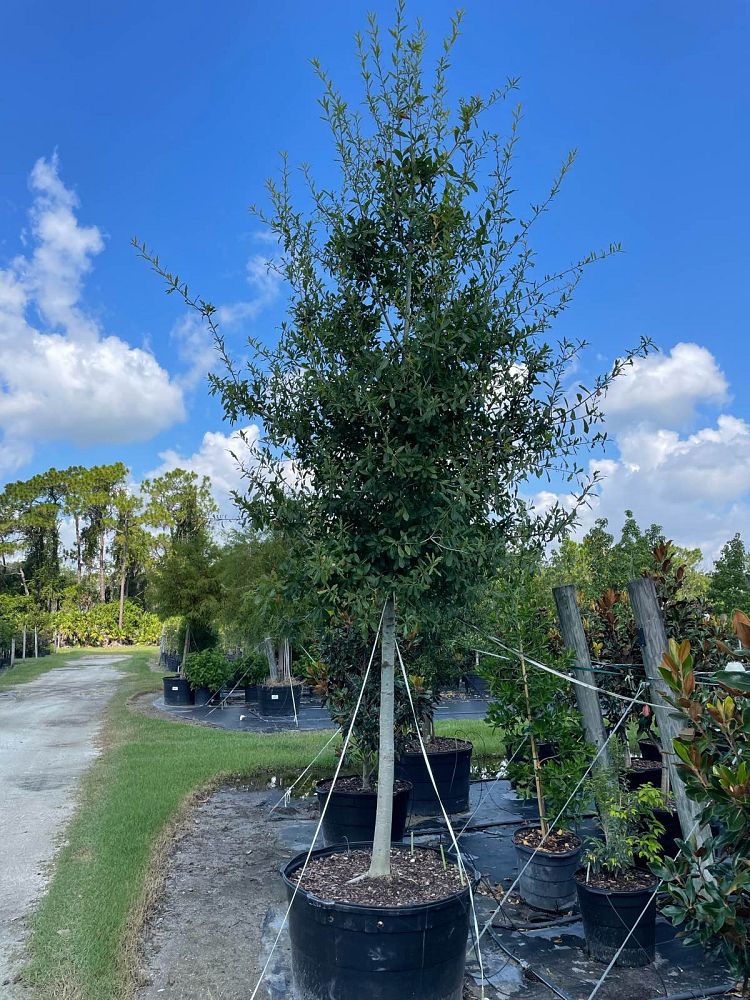 quercus-laurifolia-laurel-oak-swamp-oak-quercus-obtusa