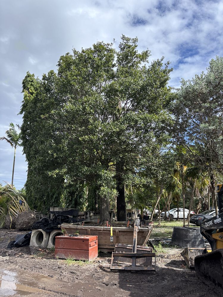 quercus-laurifolia-laurel-oak-swamp-oak-quercus-obtusa