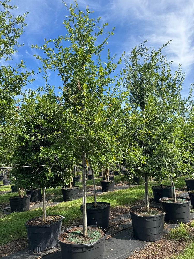 quercus-laurifolia-laurel-oak-swamp-oak-quercus-obtusa