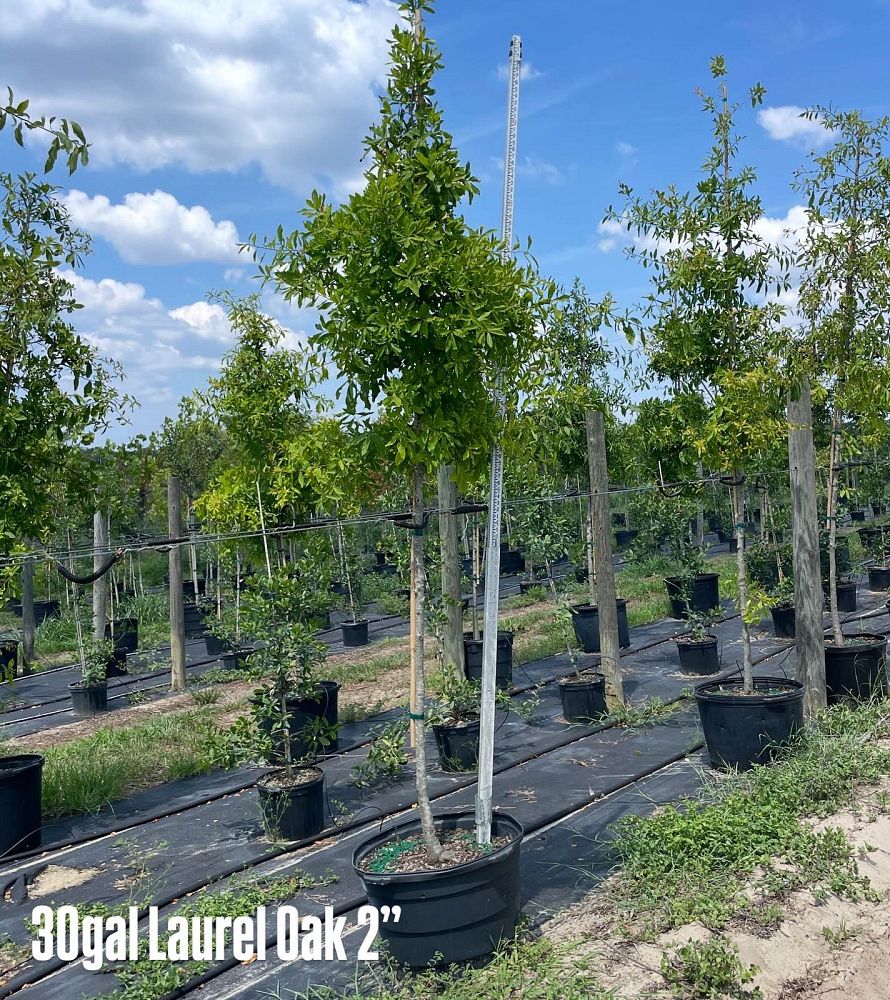 quercus-laurifolia-laurel-oak-swamp-oak-quercus-obtusa