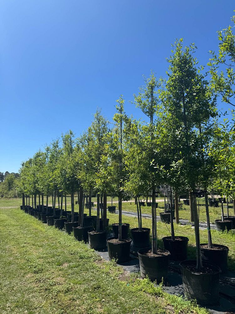 quercus-laurifolia-laurel-oak-swamp-oak-quercus-obtusa