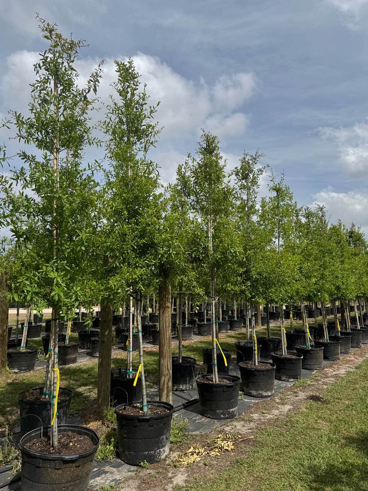 quercus-laurifolia-laurel-oak-swamp-oak-quercus-obtusa