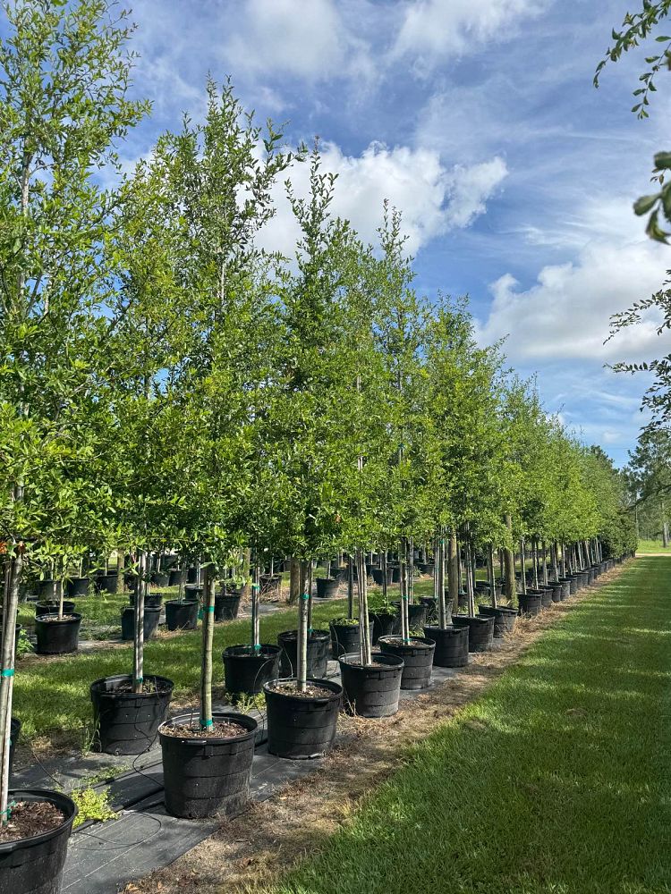 quercus-laurifolia-laurel-oak-swamp-oak-quercus-obtusa