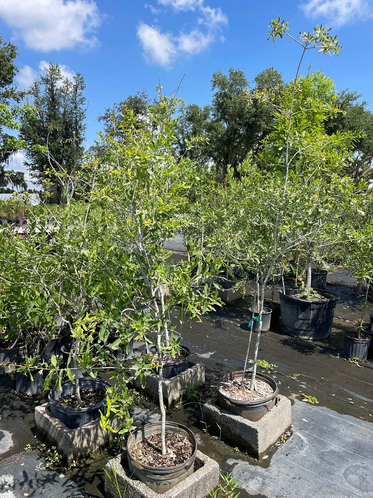 quercus-laurifolia-laurel-oak-swamp-oak-quercus-obtusa