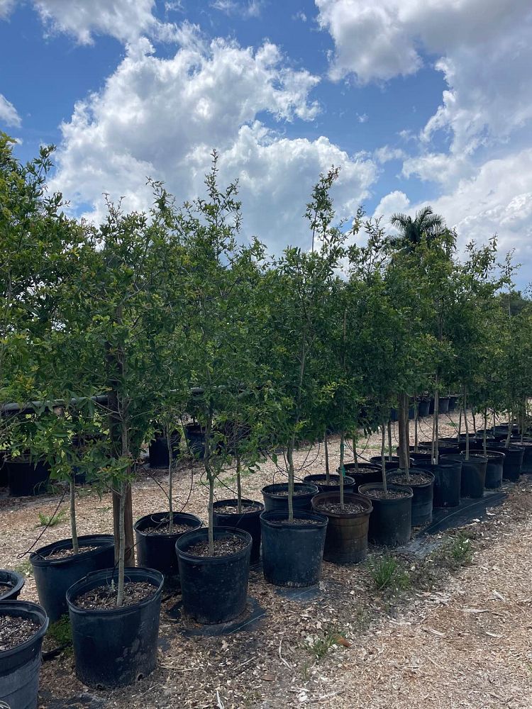 quercus-laurifolia-laurel-oak-swamp-oak-quercus-obtusa