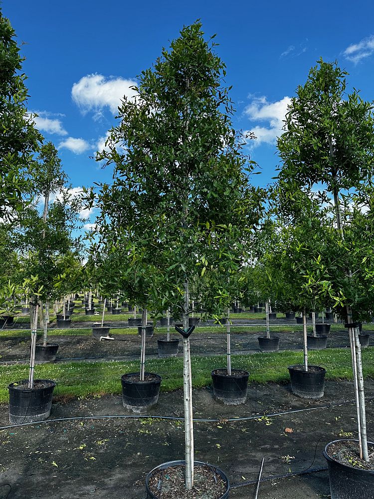quercus-laurifolia-laurel-oak-swamp-oak-quercus-obtusa